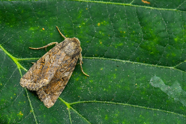 Apterogenum ypsillon - ipszilon-erdeibagoly