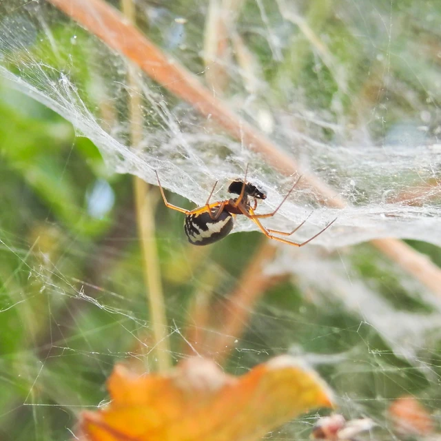 Frontinellina frutetorum - bokor vitorláspók