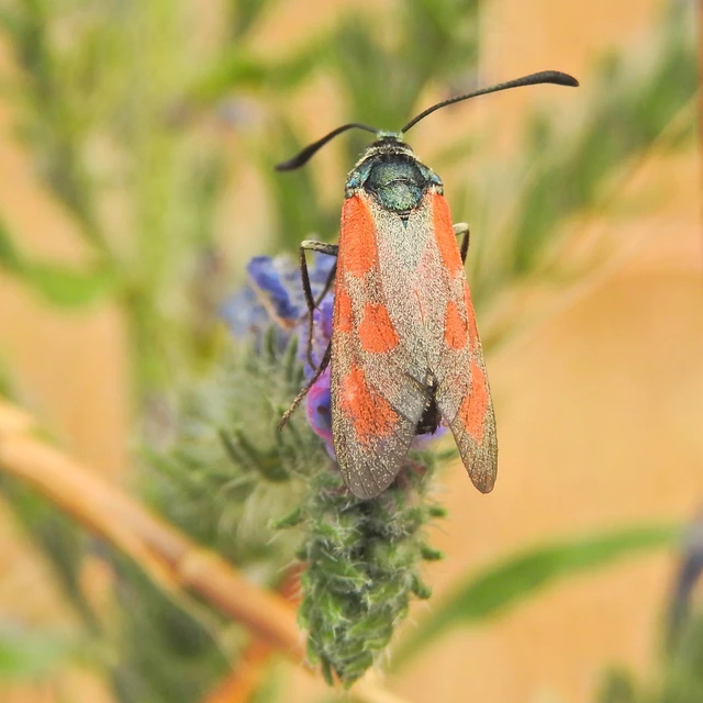 Zygaena loti - közönséges csüngőlepke