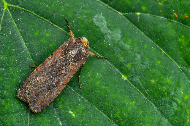 Peridroma saucia - vándor földibagoly