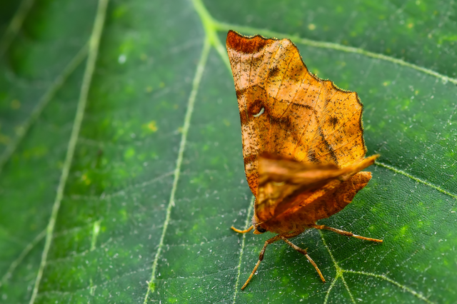 Selenia tetralunaria - négyfoltos holdasaraszoló