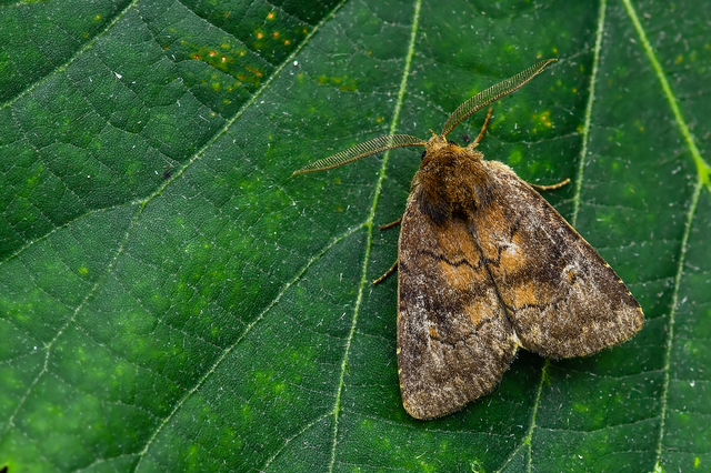 Rusina ferruginea - rozsdaszínű erdeibagoly