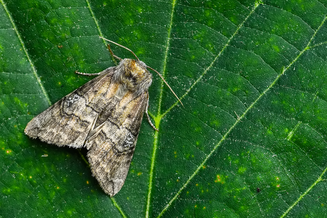 Tethea ocularis - pápaszemes pihésszövő