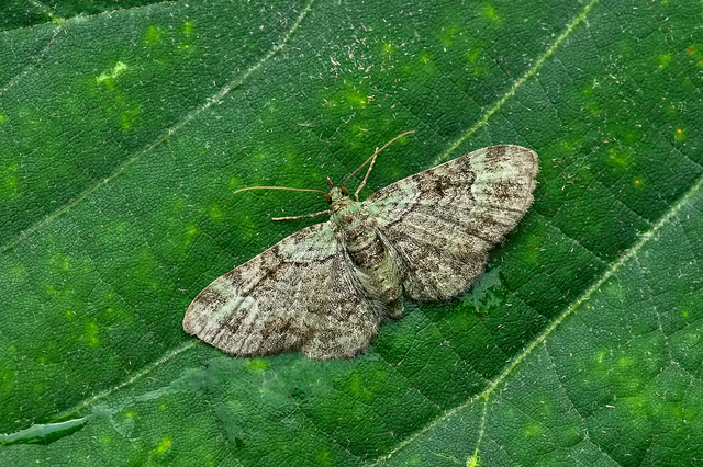 Pasiphila rectangulata - almavirág-araszoló