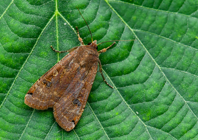 Noctua pronuba - nagy sárgafűbagoly