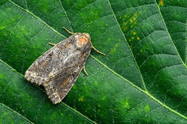 Apterogenum ypsillon - ipszilon-erdeibagoly