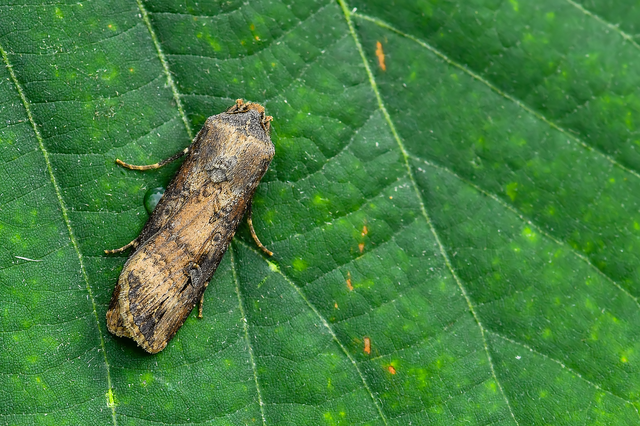 Agrotis ipsilon - nagy földibagoly