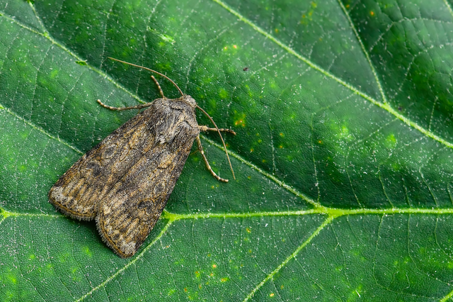 Agrotis segetum - vetési földibagoly