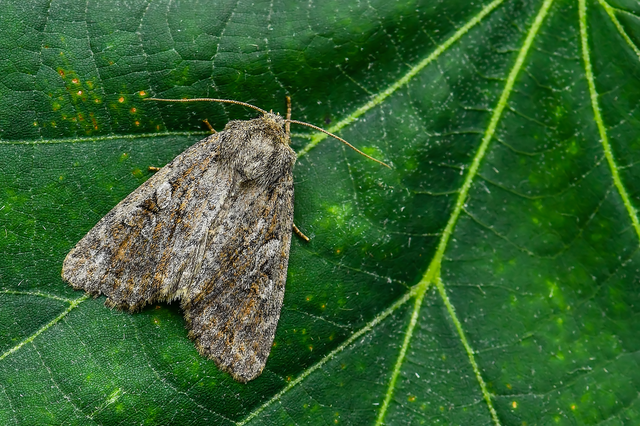 Apterogenum ypsillon - ipszilon-erdeibagoly