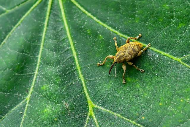 Curculio venosus - tarajos zsuzsóka
