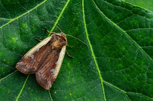 Ochropleura plecta - fehérszegélyű fűbagoly