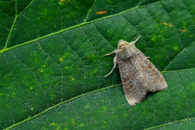 Parastichtis suspecta - sötét erdeibagoly
