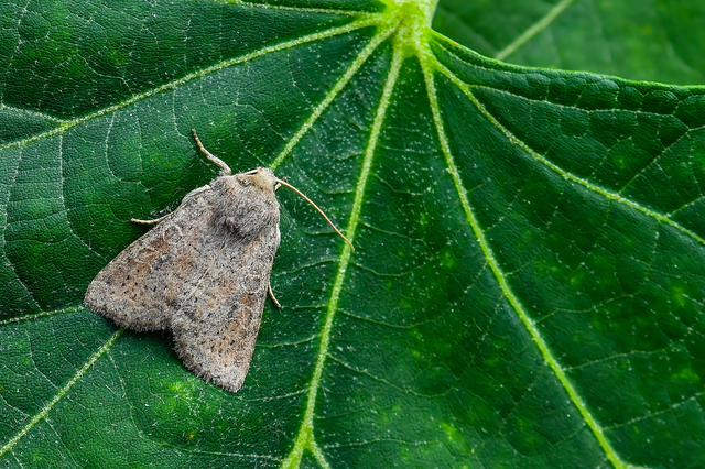 Parastichtis suspecta - sötét erdeibagoly