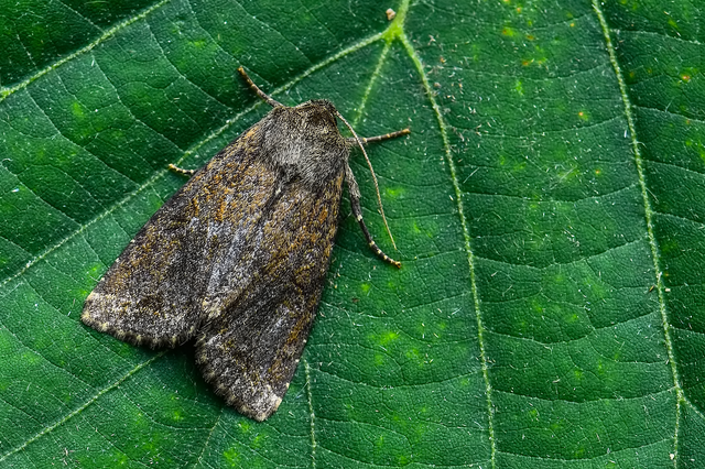 Apterogenum ypsillon - ipszilon-erdeibagoly