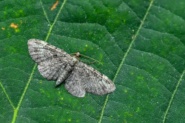 Pasiphila rectangulata - almavirág-araszoló