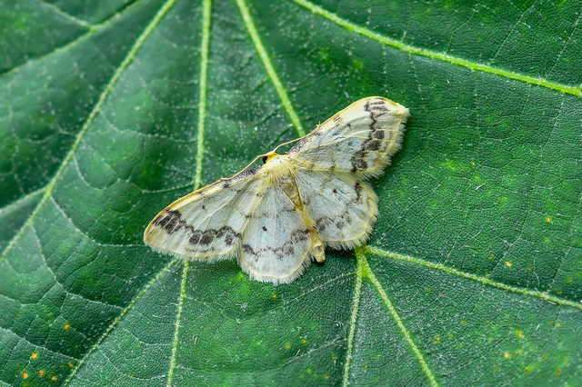 Idaea trigeminata - csúcsfoltos apróaraszoló