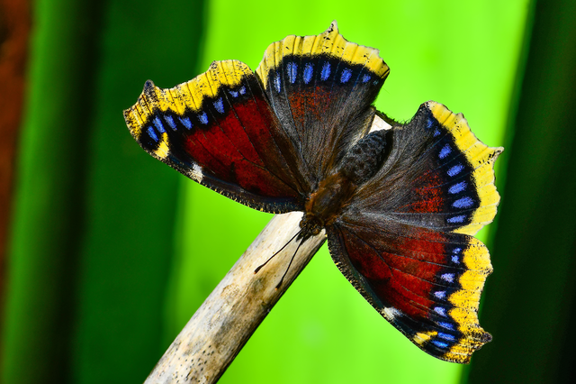 Nymphalis antiopa - gyászlepke