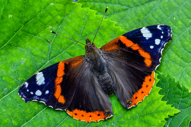 Vanessa atalanta - atalantalepke