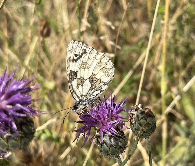 Melanargia galathea - sakktáblalepke