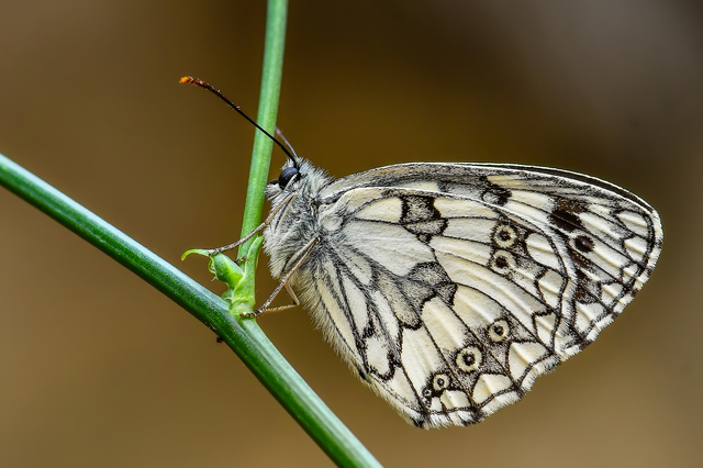 Melanargia galathea - sakktáblalepke