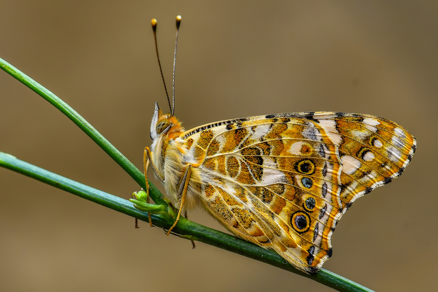 Vanessa cardui - bogáncslepke