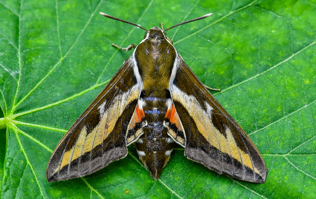 Hyles gallii - galajszender