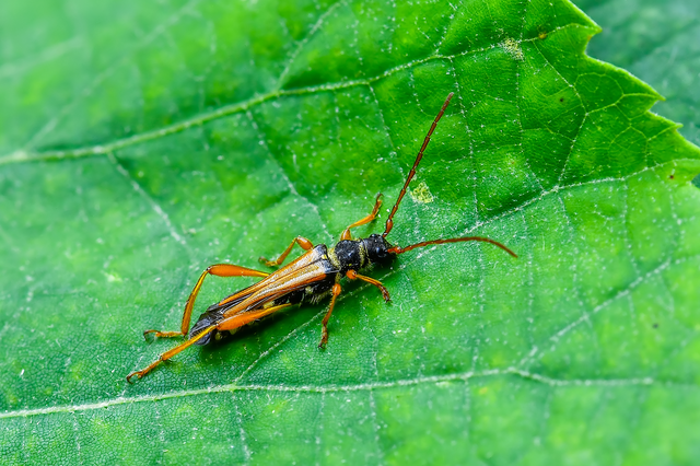 Stenopterus flavicornis - sárgacsápú keskenyfedőscincér