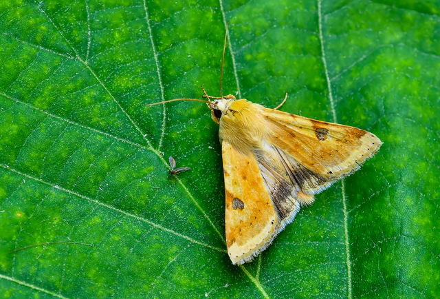 Heliothis peltigera - nagy veteménybagoly