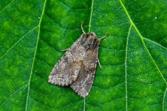 Apterogenum ypsillon - ipszilon-erdeibagoly