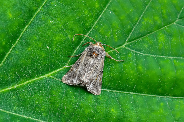 Calophasia lunula - gyújtoványfű-apróbagoly