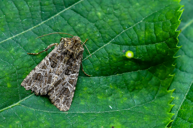 Hadena bicruris/capsincola