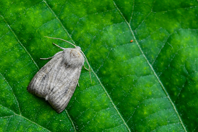 Parastichtis suspecta - sötét erdeibagoly