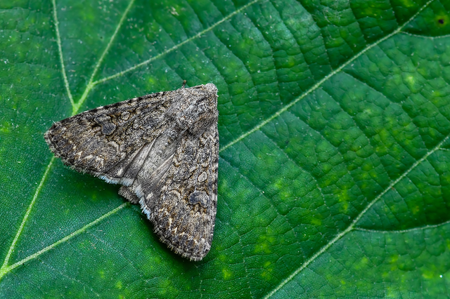 Hadula trifolii - lóherebagoly
