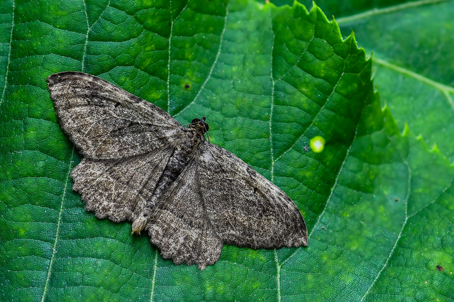 Philereme transversata - varjútövis-araszoló