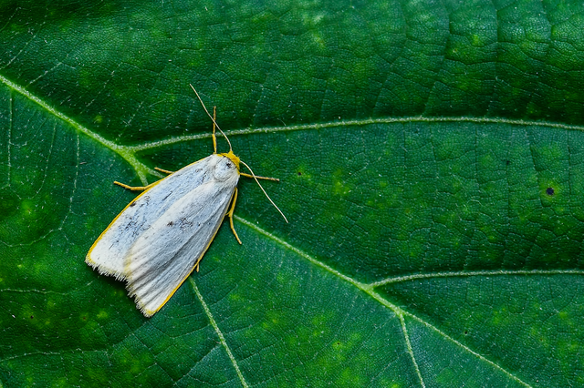 Cybosia mesomella - csontszínű molyszövő