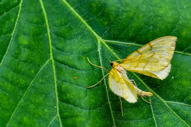 Eulithis pyraliata - sárga galajaraszoló