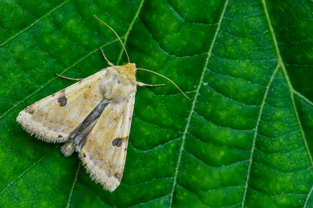 Heliothis peltigera - nagy veteménybagoly