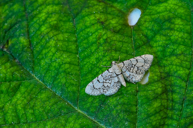 Eupithecia venosata - mécsvirág-törpearaszoló