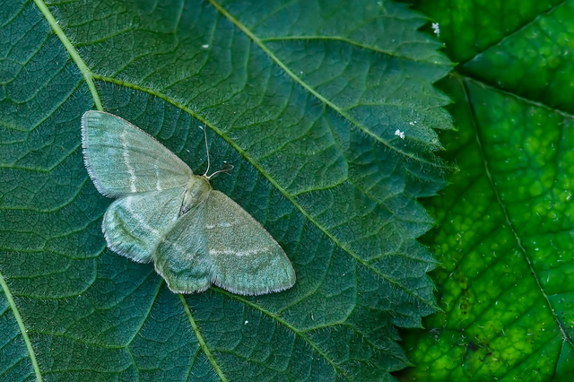 Chlorissa cloraria - sárgászöld araszoló