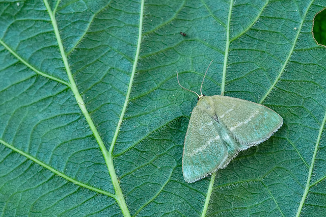 Chlorissa cloraria - sárgászöld araszoló