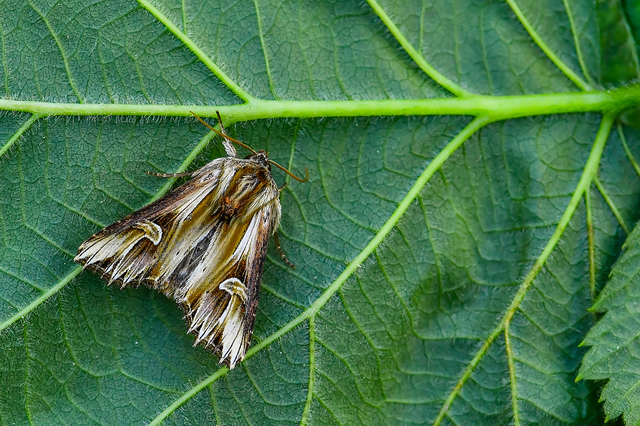 Actinotia polyodon - nagy sugarasbagoly