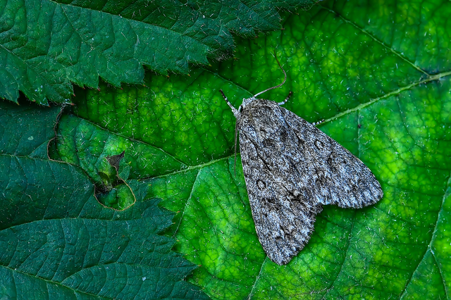 Acronicta aceris - vadgesztenye-szigonyosbagoly