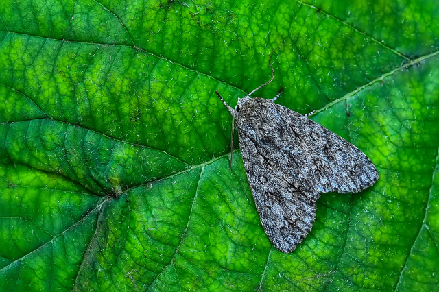 Acronicta aceris - vadgesztenye-szigonyosbagoly