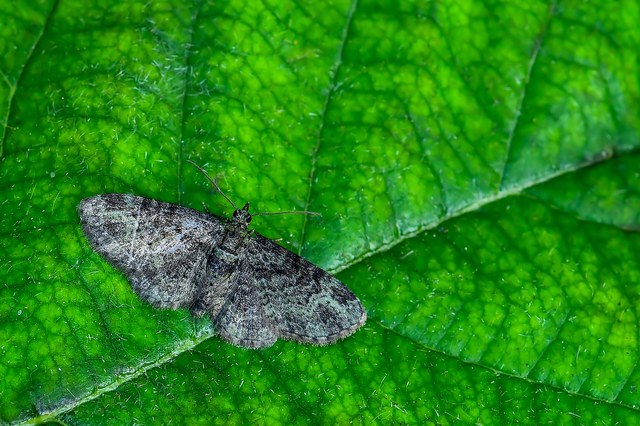 Pasiphila rectangulata - almavirág-araszoló