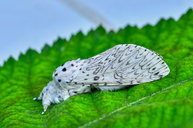 Cerura erminea - hermelin-púposszövő