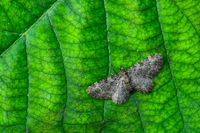 Pasiphila chloerata - hamvas törpearaszoló