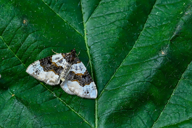 Cosmorhoe ocellata - szemes galajaraszoló