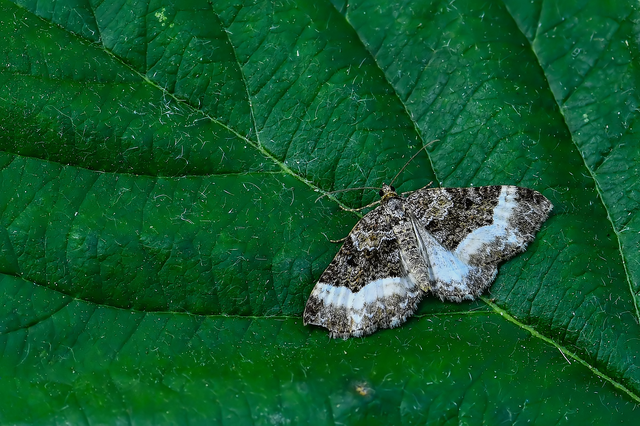 Euphyia unangulata - fogassávú tarkaaraszoló