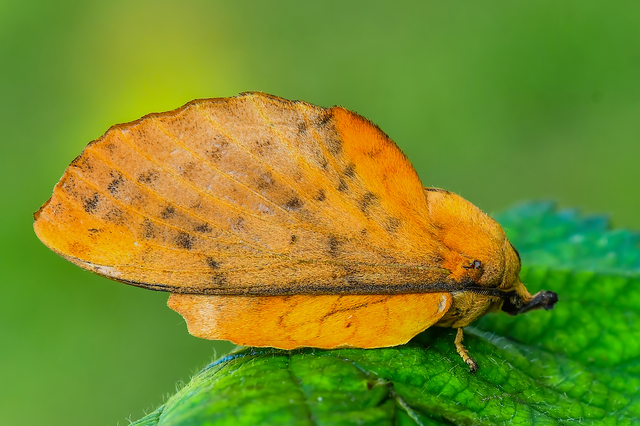 Gastropacha populifolia - sárga pohók
