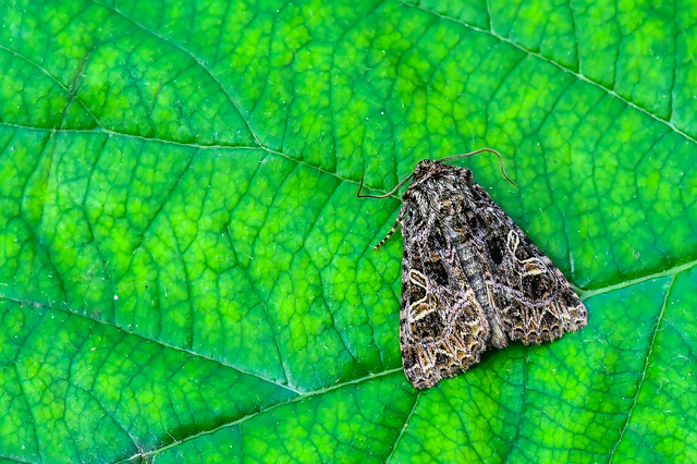 Sideridis rivularis - vörhenyes szegfűbagoly